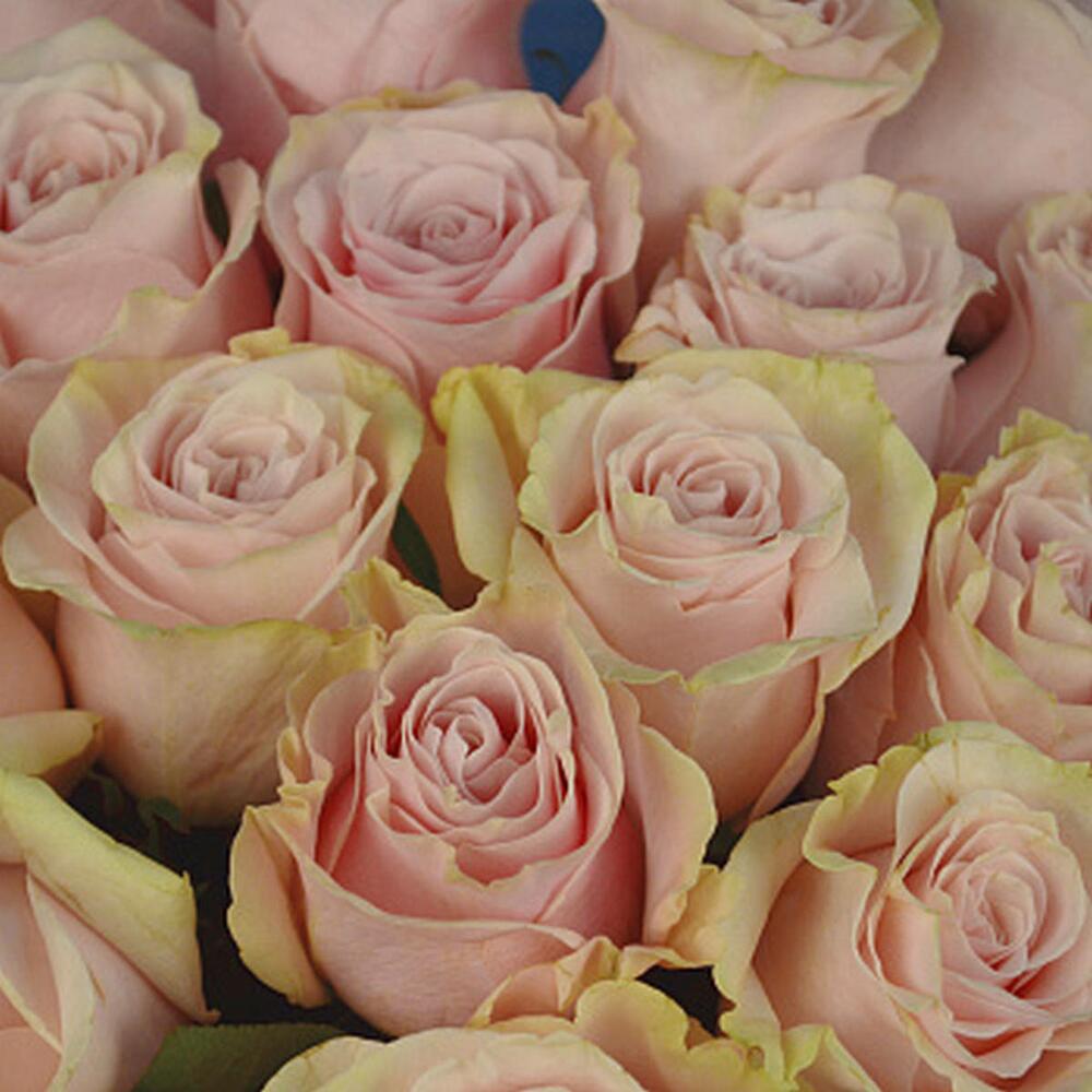 Букет из 25 роз Pink Mondial
