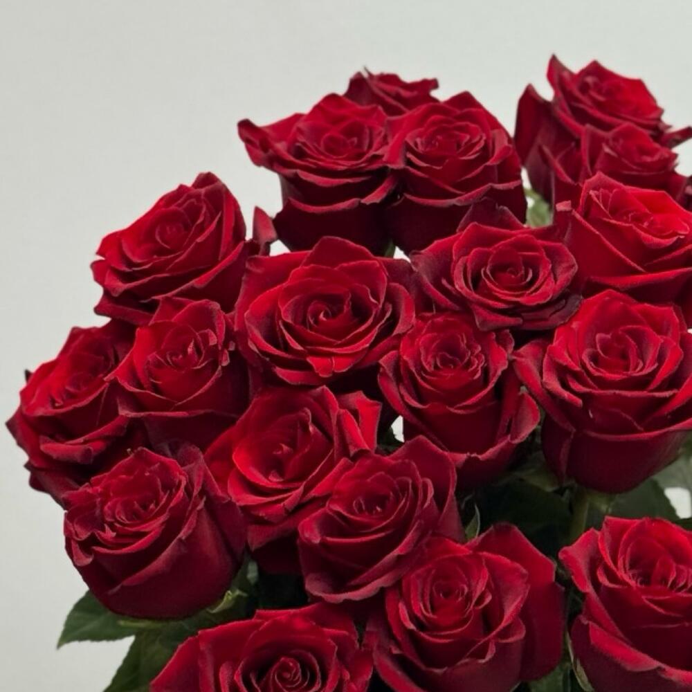 Bouquet of 25 explorer roses