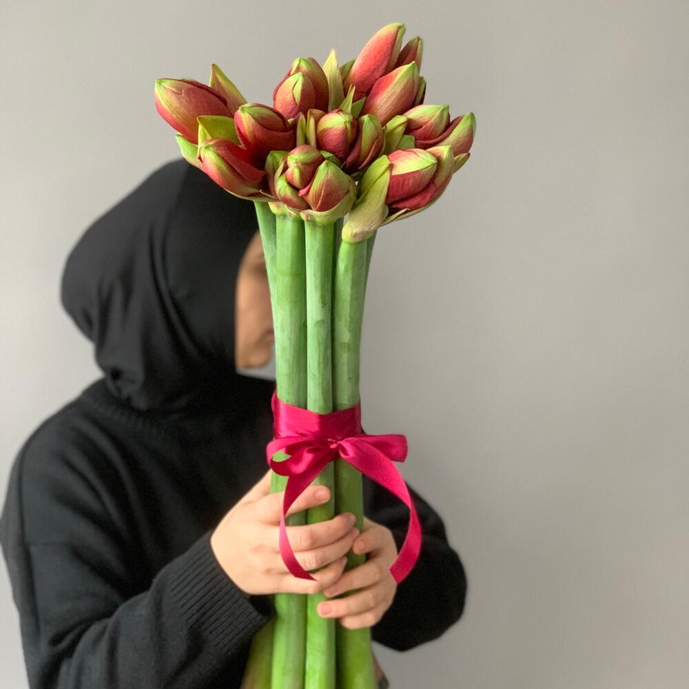 Амариллисы красные 9 шт