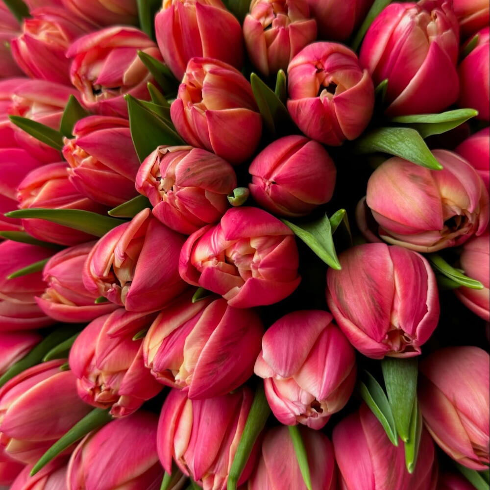 Тюльпаны 🌷  калумбус