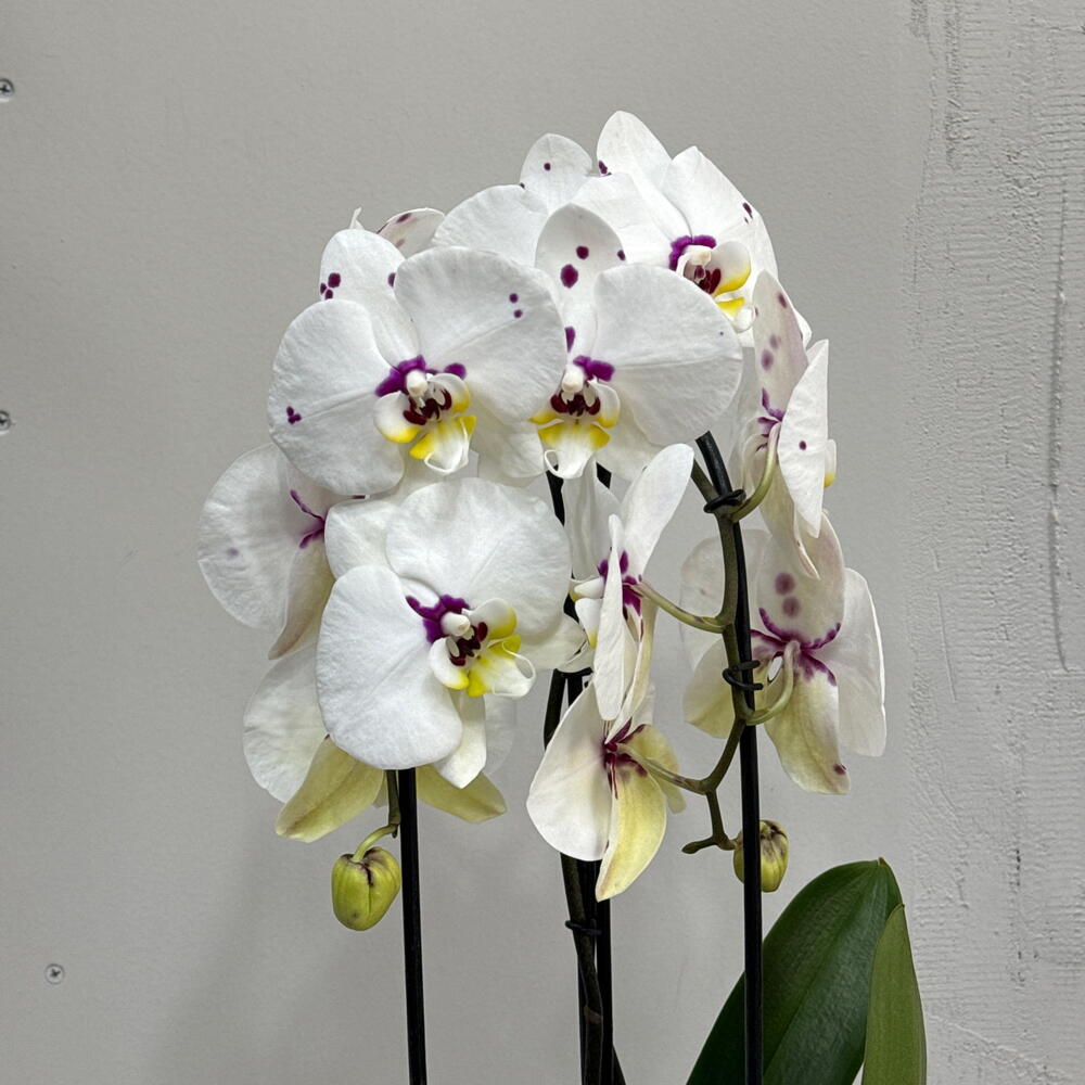 Орхидея Phalaenopsis / двойной каскад