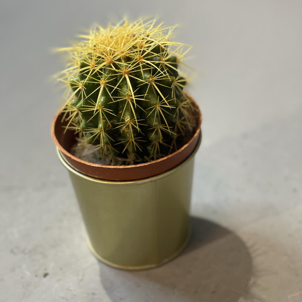 Echinocactus grusonii