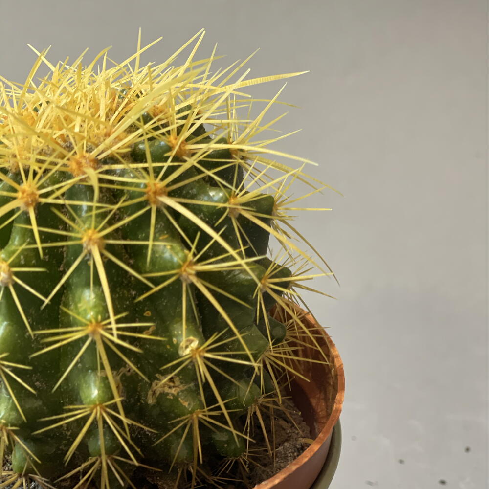 Echinocactus grusonii