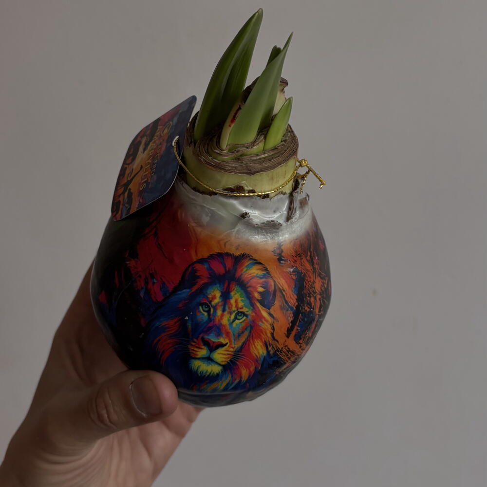 Луковица амариллиса (разные рисунки)
