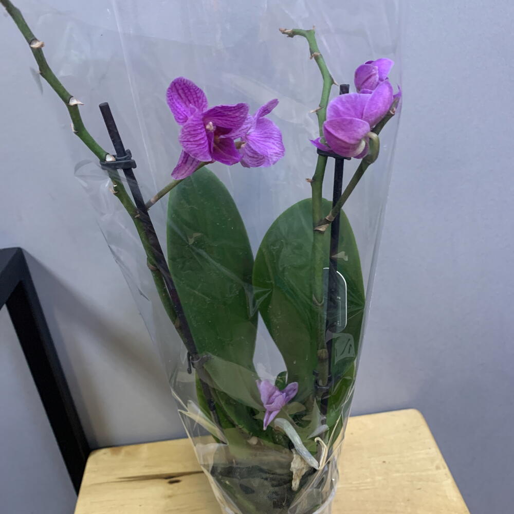 Орхидея Фаленопсис (Phalaenopsis)