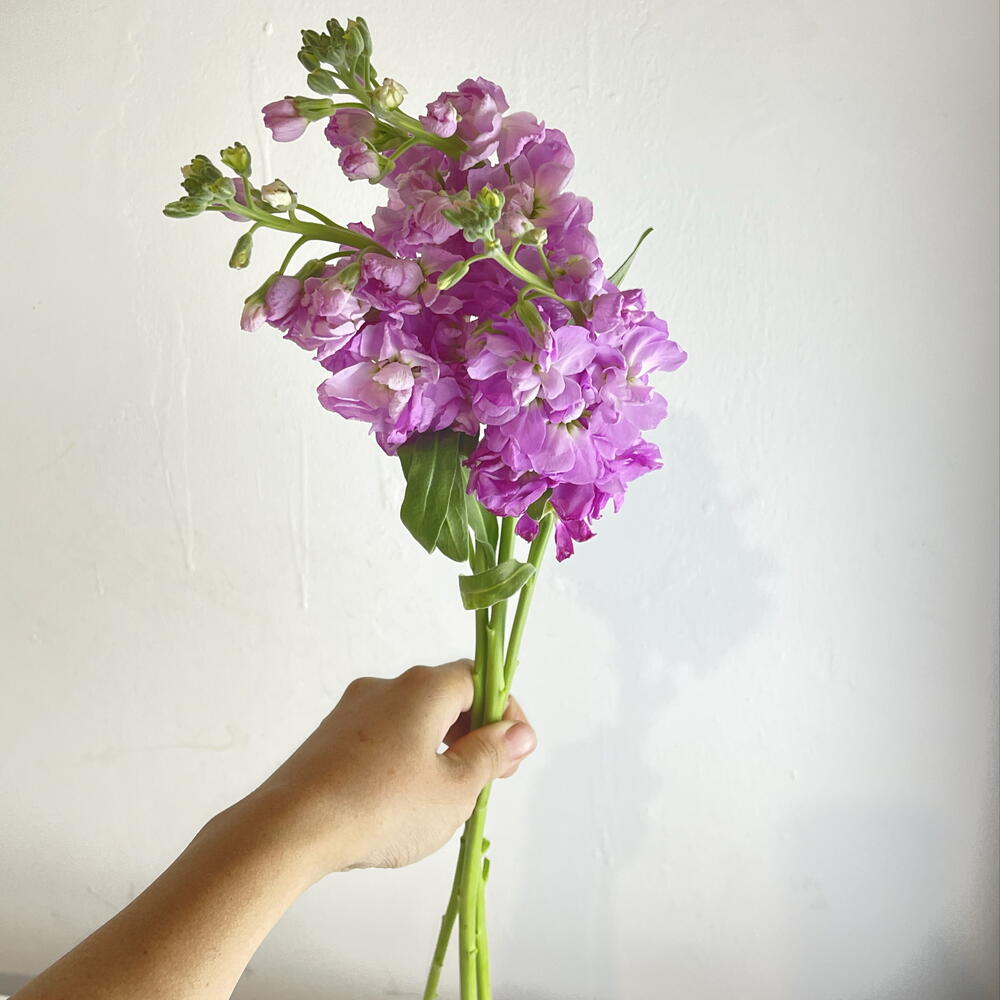Метеолла фиолетовая 💜