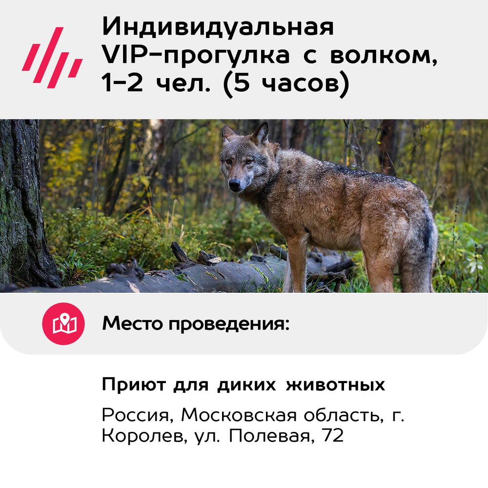 Подарочный сертификат Индивидуальная VIP-прогулка с волком, 1-2 чел. (5 часов) (Московская область)