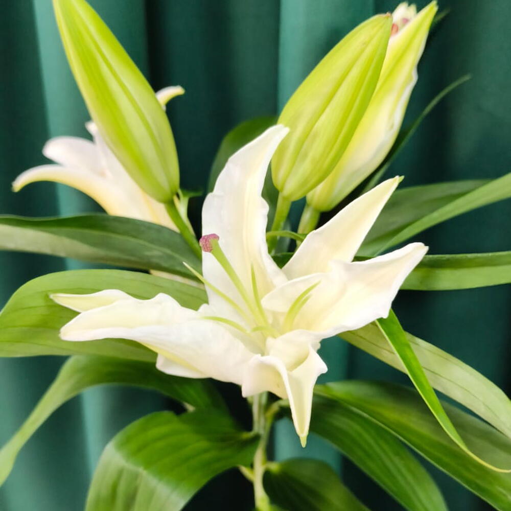 Букет  лиля