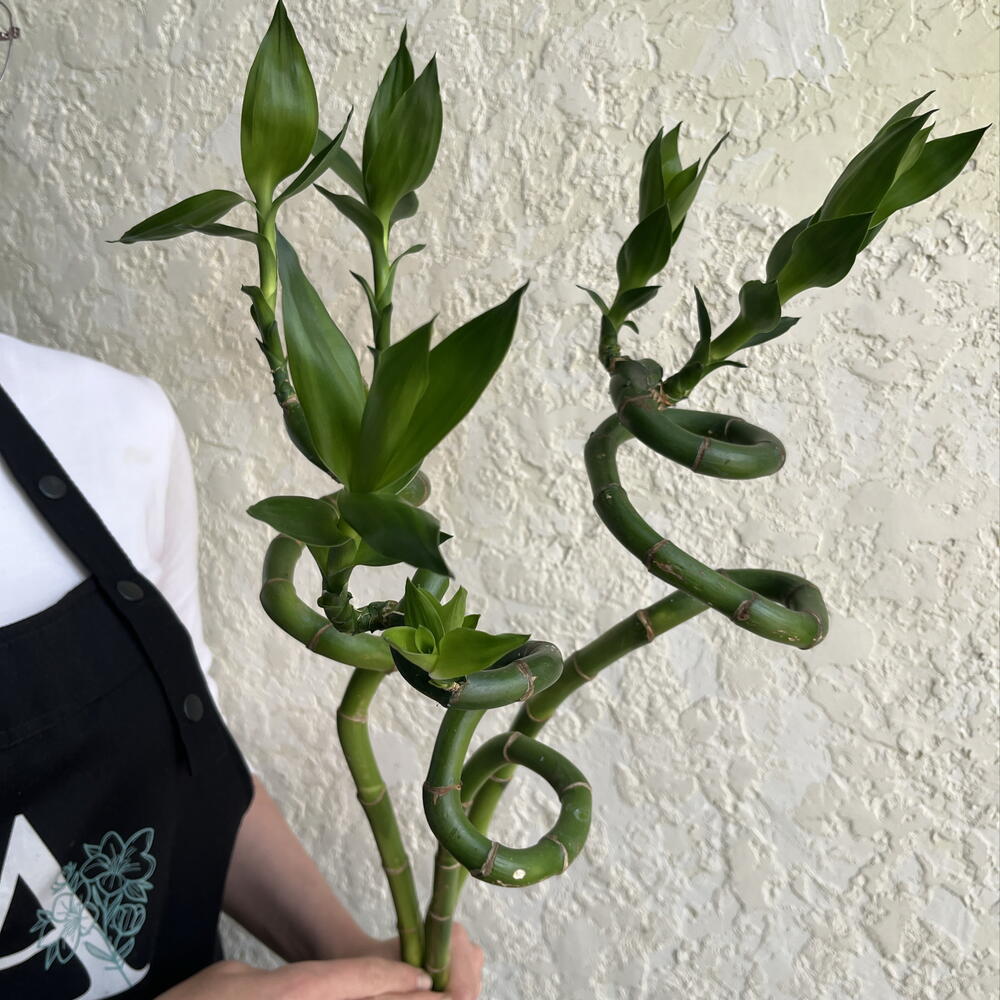 Драцена Сандера Спираль «Бамбук счастья» (Lucky Bamboo)