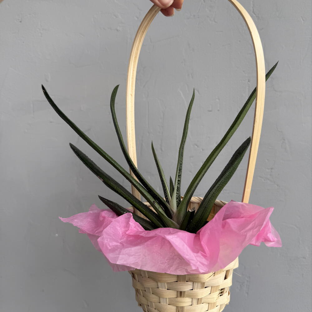 Гастерия