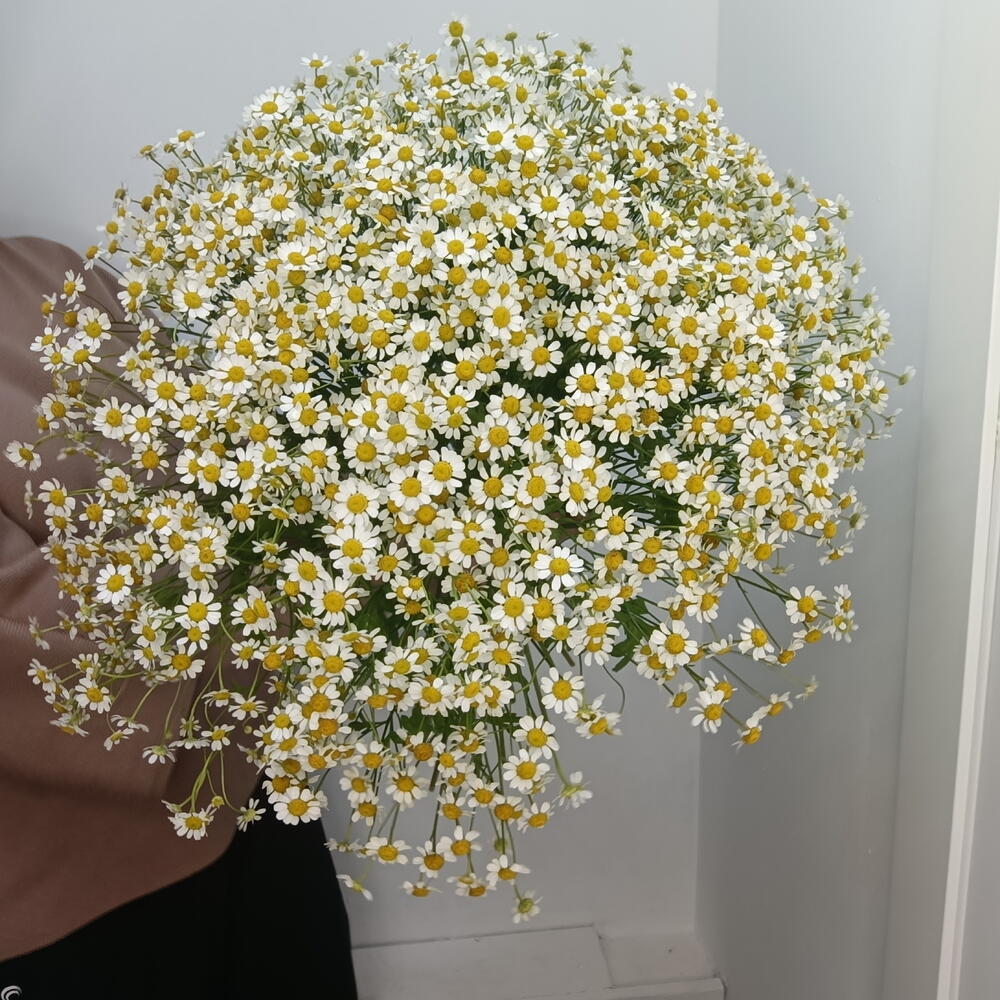 Букет ромашек кустовых 35