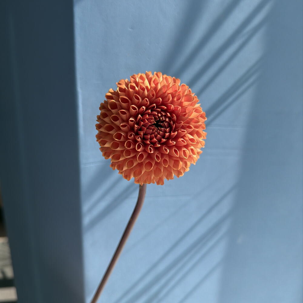 Георгина coral bronze