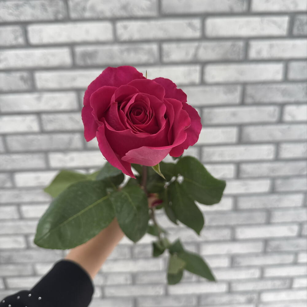 Роза малиновая