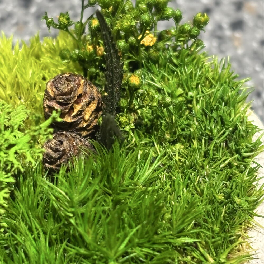 Кусамоно в кашпо🌱