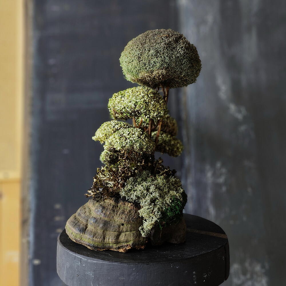 TAMYR — a tree that is given instead of flowers