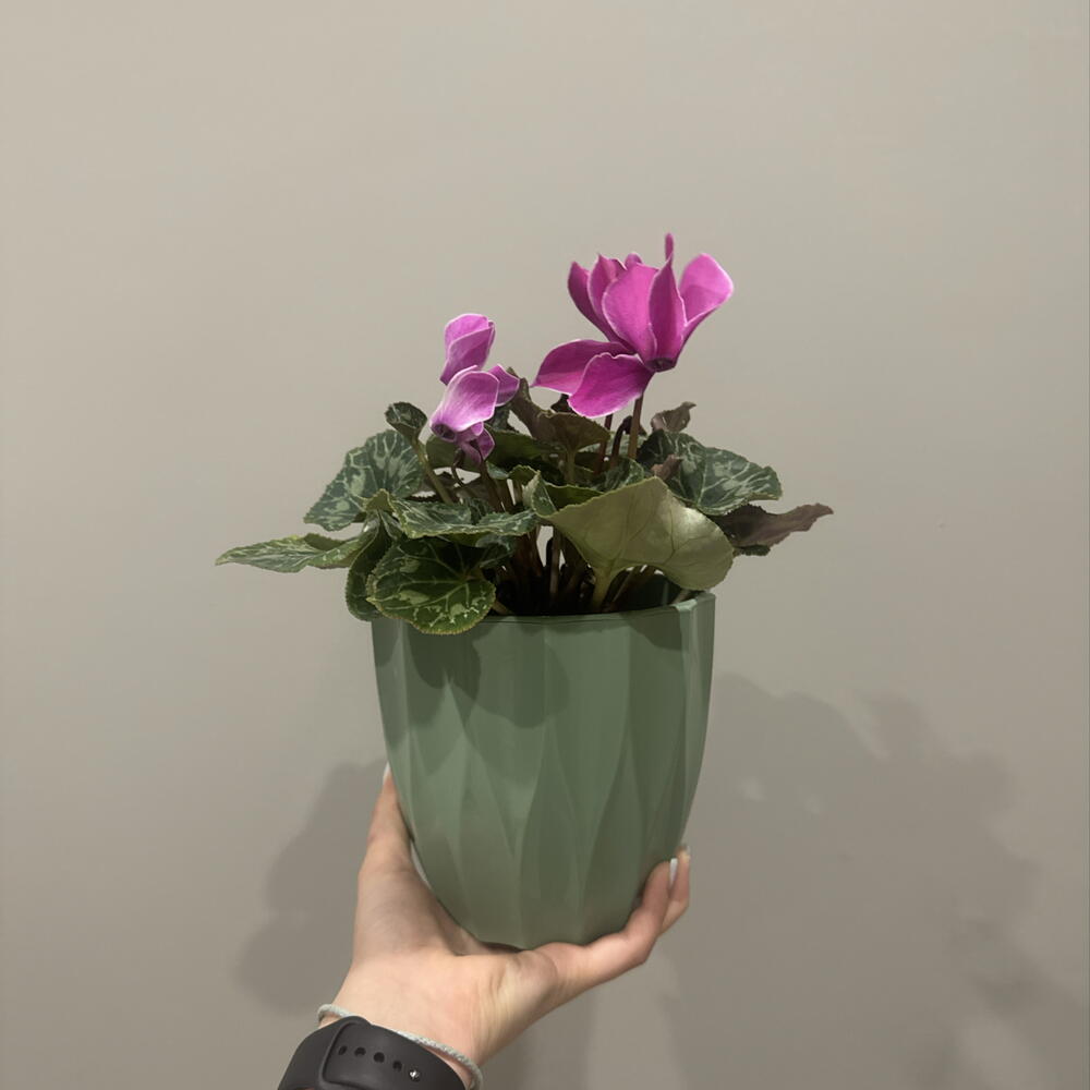 Цикламен розовая