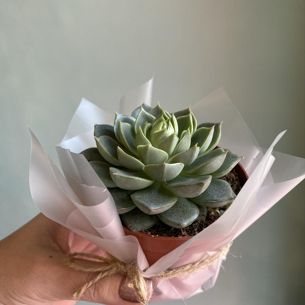 Крассула