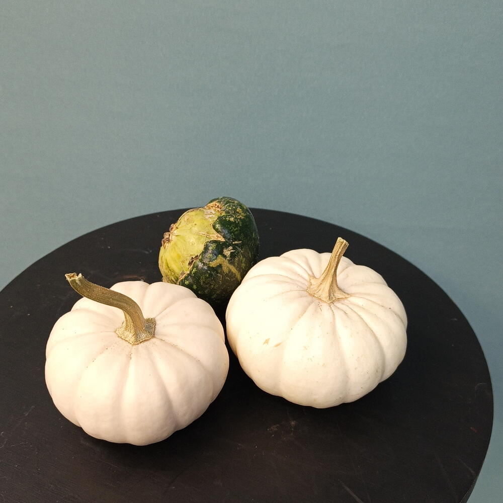 Три мини тыковки 🎃
