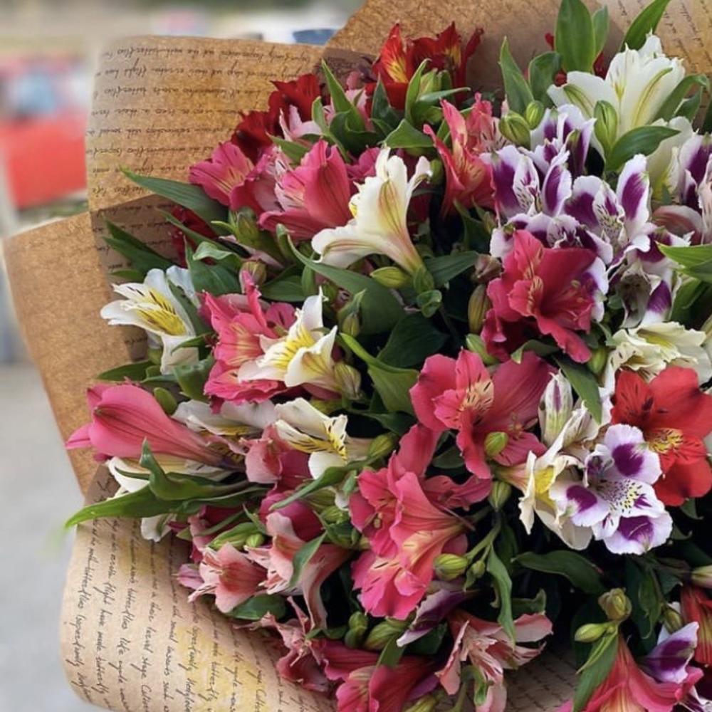 Alstroemeria