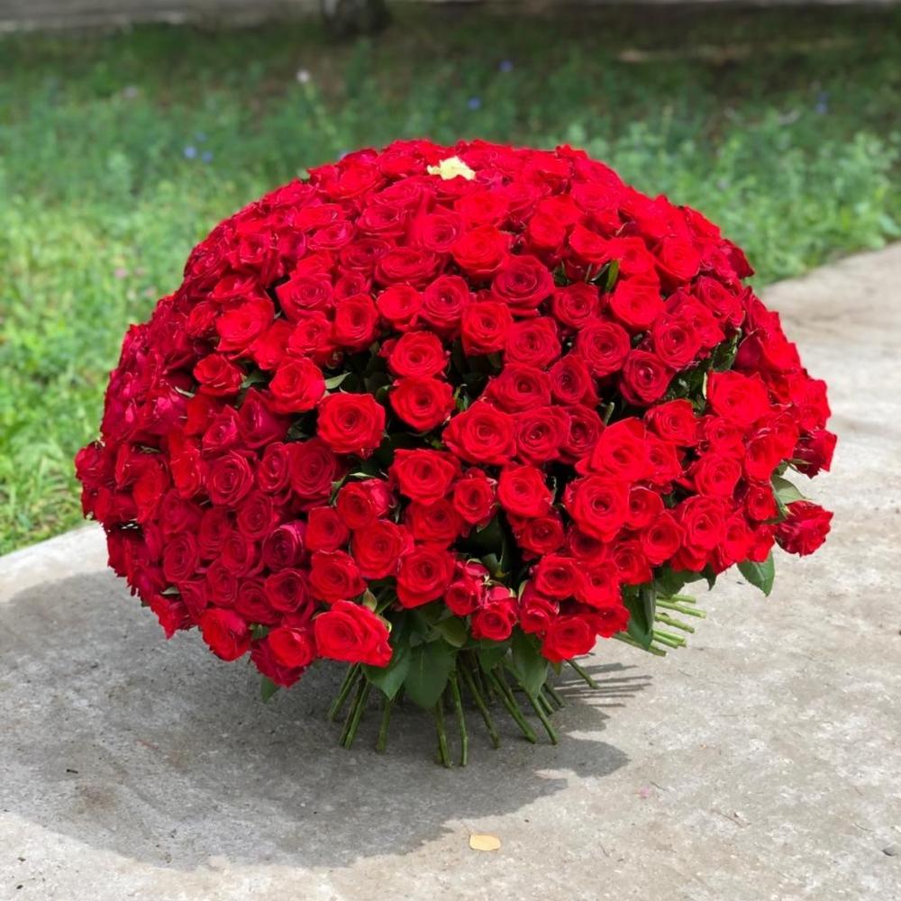 301 роза