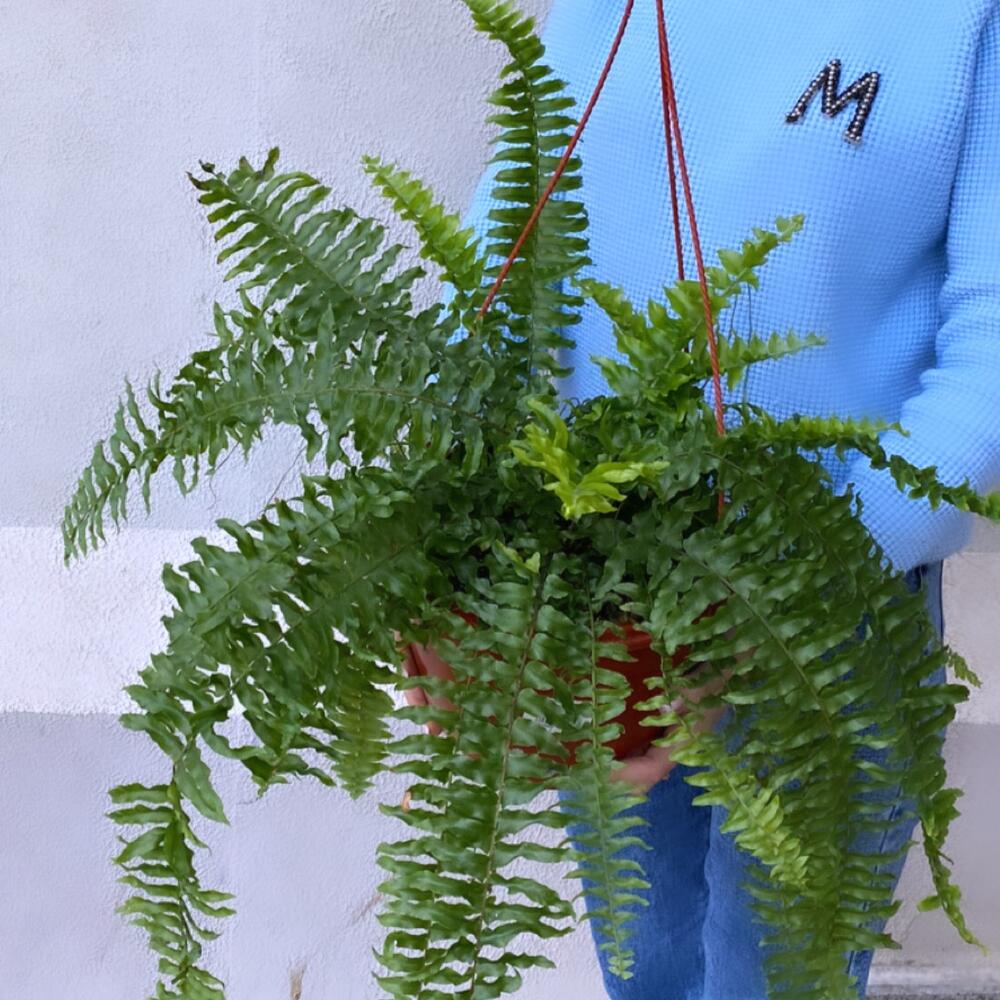 Папоротник Нефролепис Возвышенный, Live Plants Zheleznodorozhny, buy at ...