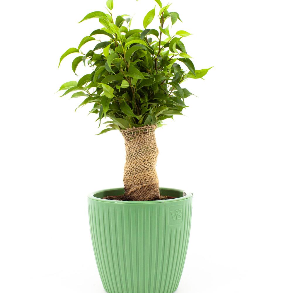 Фикус бенджамина Наташа джут в пластиковом кашпо Эви VipSet 1,5л цвет ...