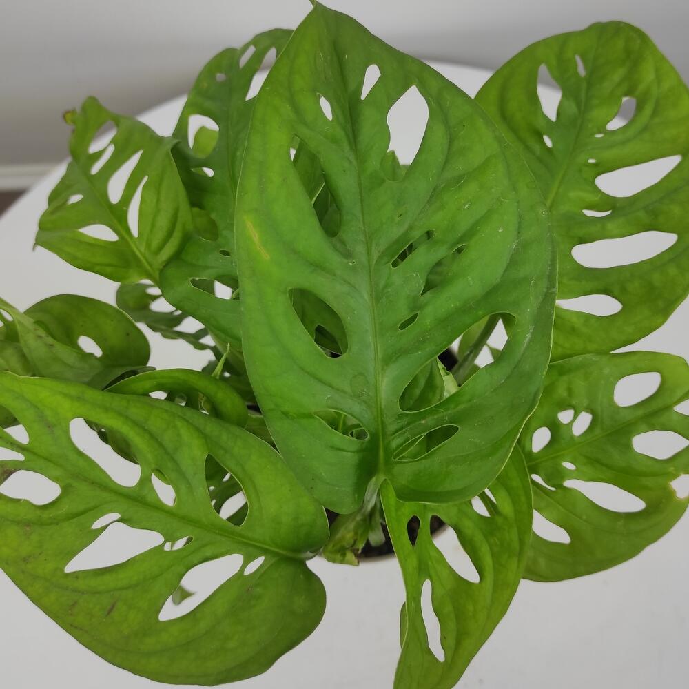 Монстера косая (monstera obliqua) декоративно-лиственное растение ...