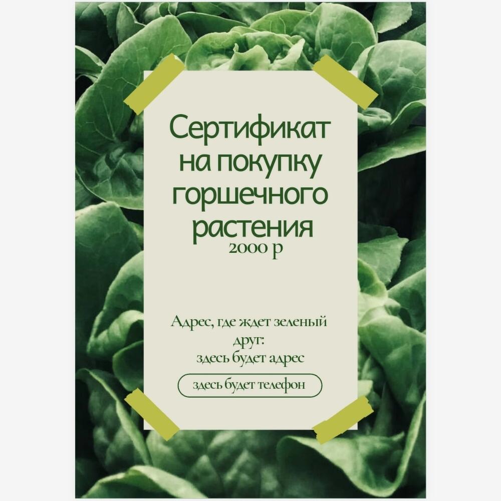 Сертификат на покупку горшечного растения, Подарочные сертификаты Воронеж,  Воронежская область, Россия, купить по цене 2000 руб, Развлечения в Дом  Цветов Анны Бакаловой с доставкой | Flowwow