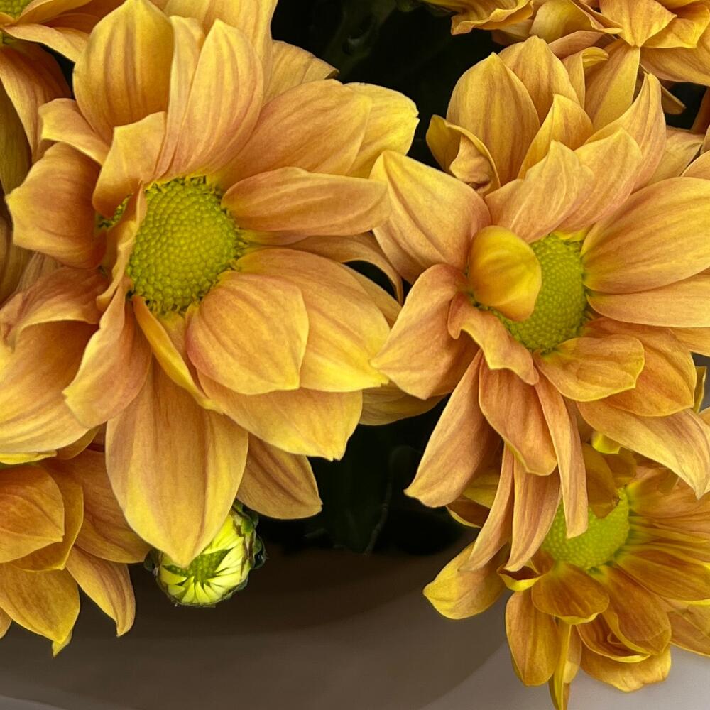 Chrysanthemum ginger - 9 pieces