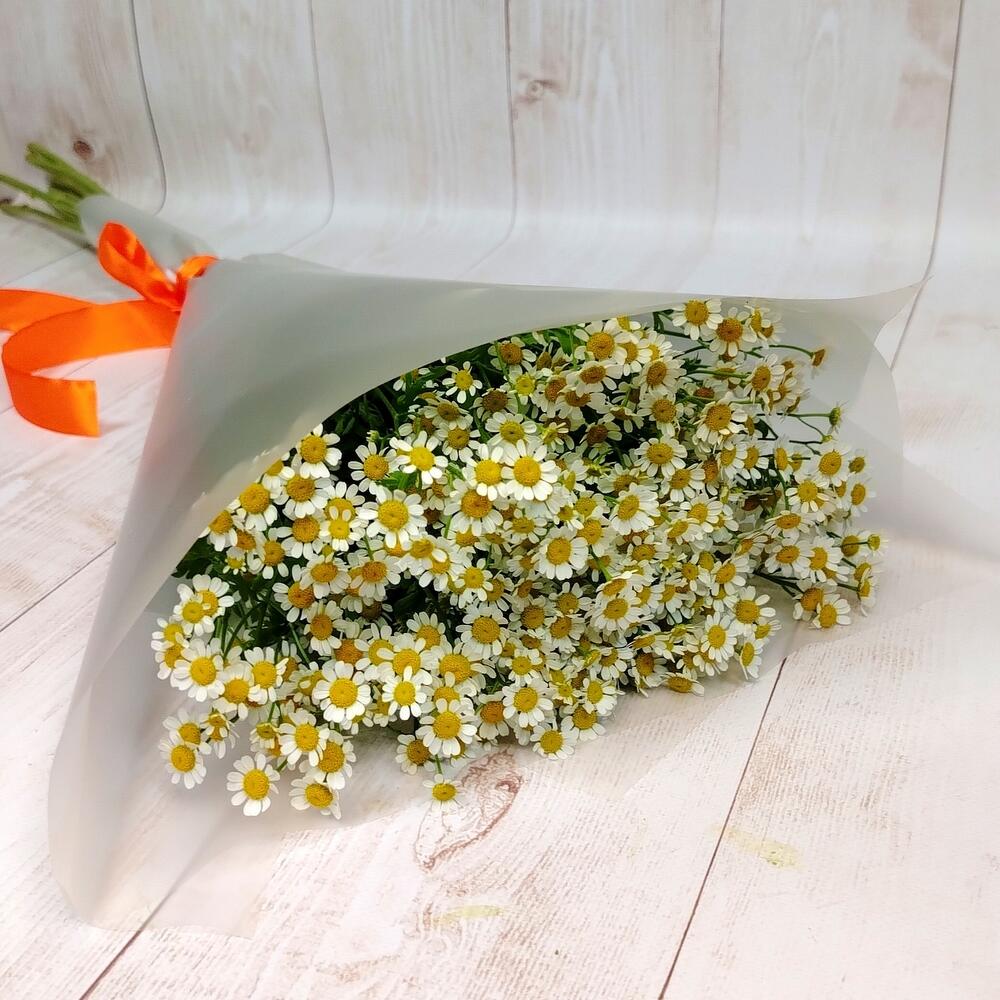 9 bush daisies Tanacetum