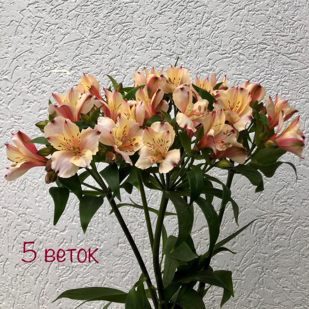 Альстромерия