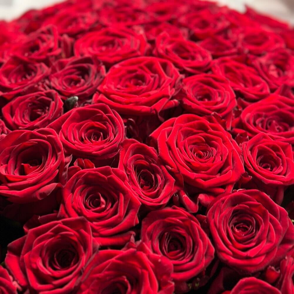 101 Rose Ekvador