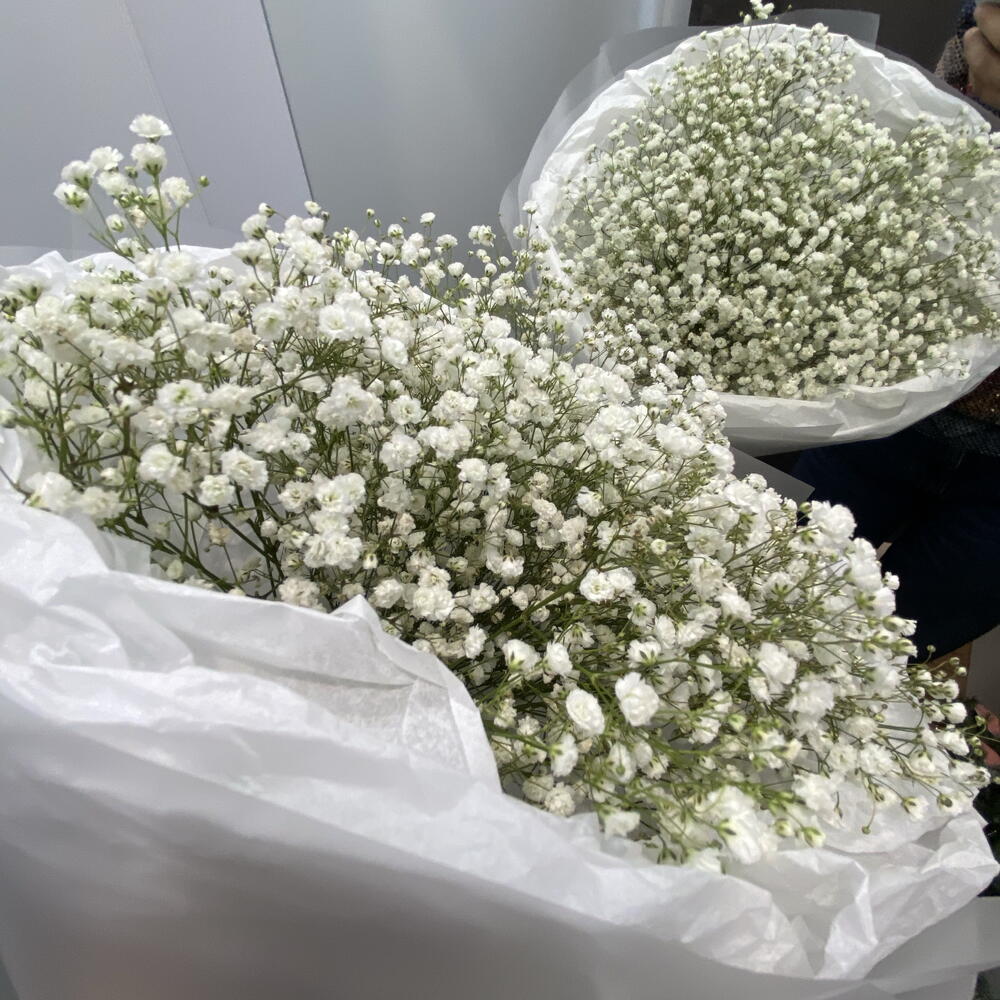 Белоснежная гипсофилла, 9 штук