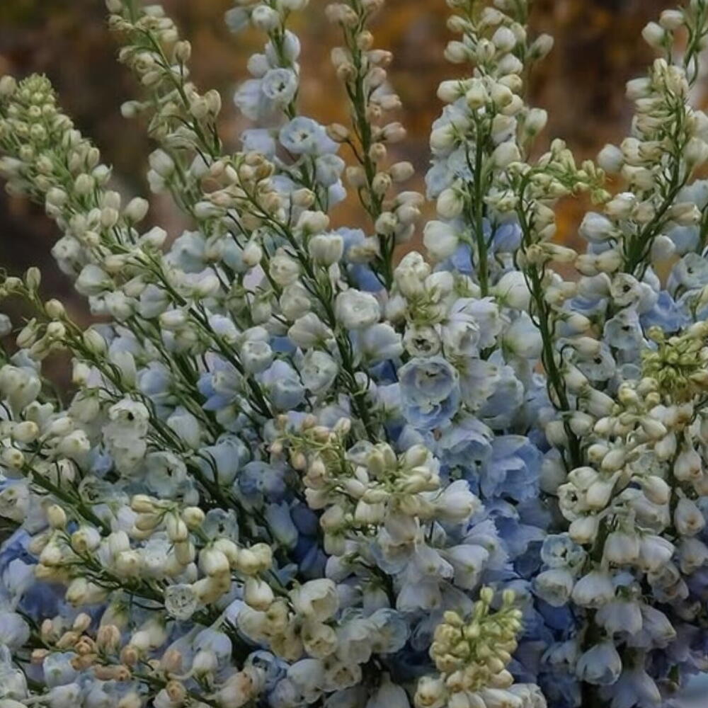 Delfinyum sadə