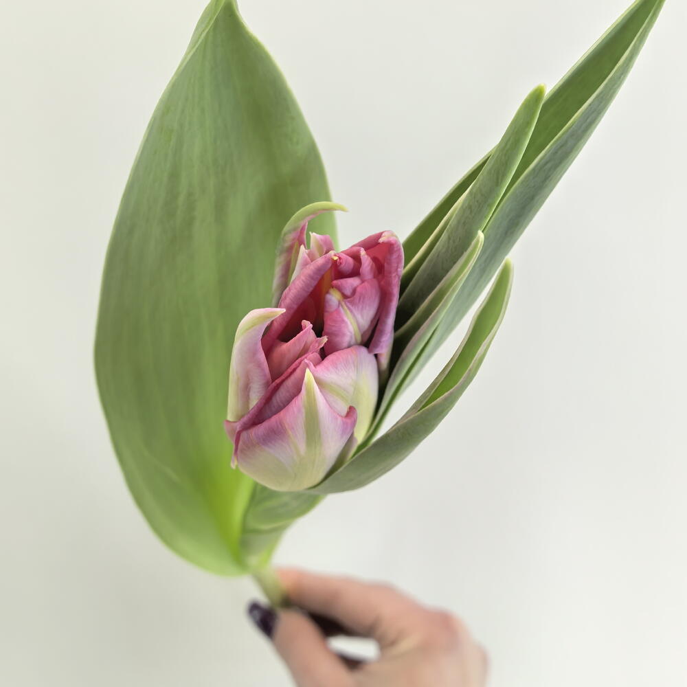 Тюльпан 🌷