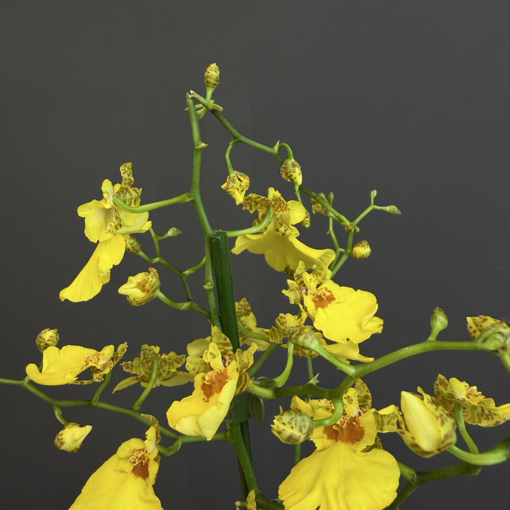 Орхидея Oncidium