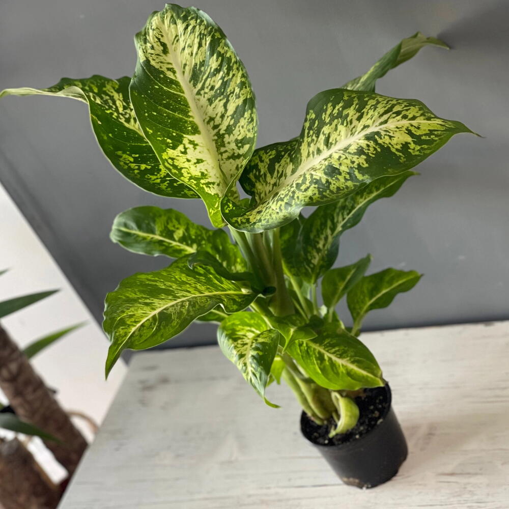 Комнатное растение «Диффенбахия»