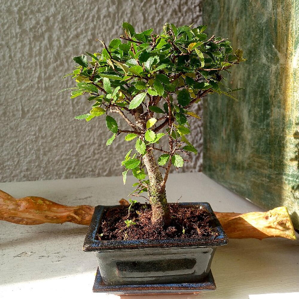 Бонсай Zelkova