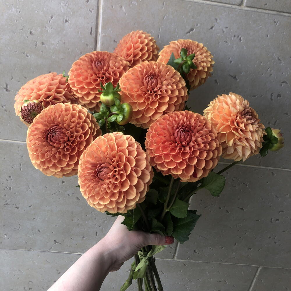 Георгины🌼🌼🌼🌼