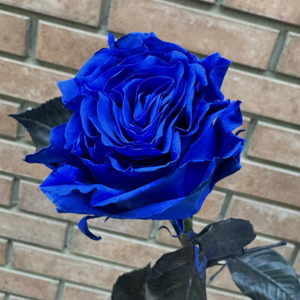 Роза Blue 60 см
