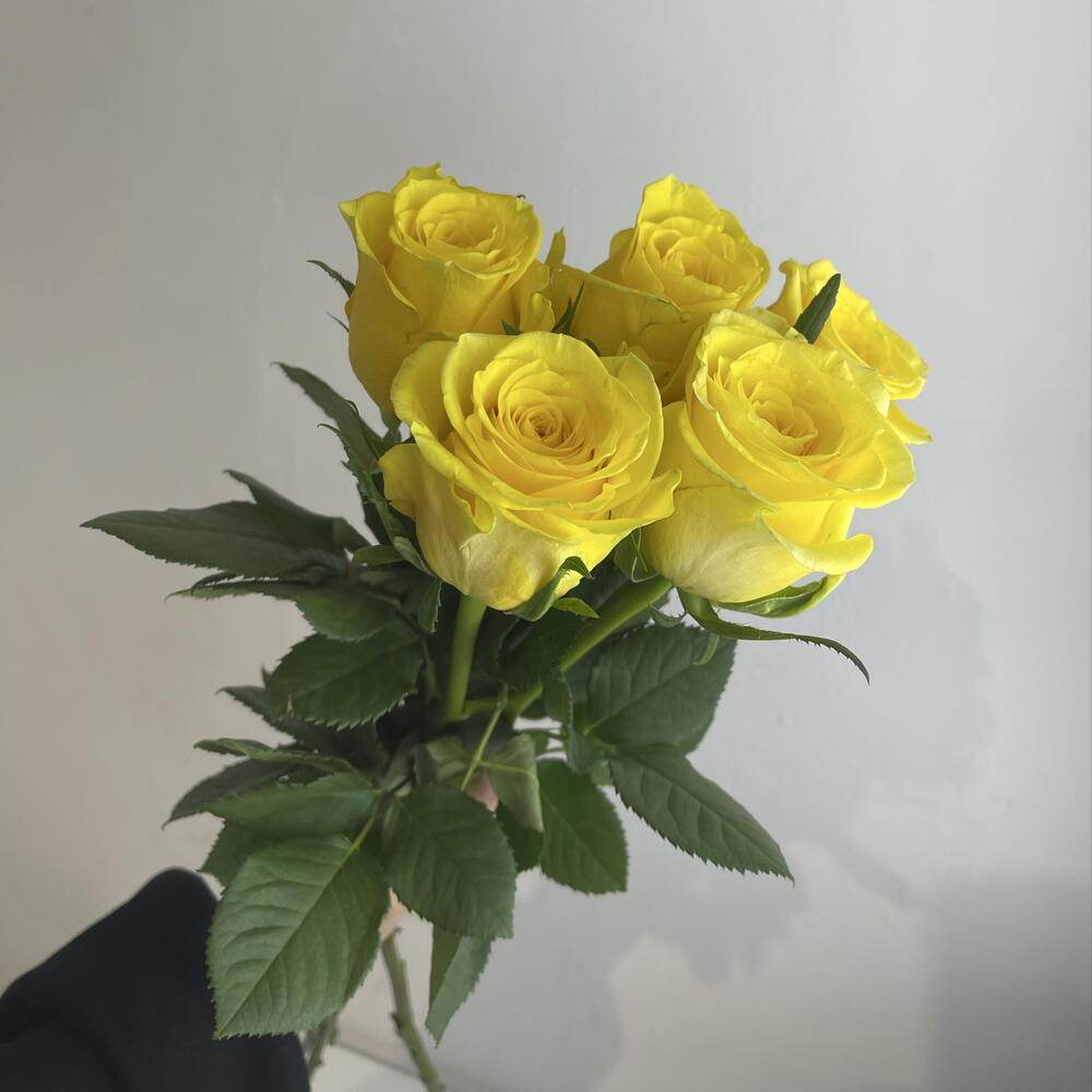 Розы жёлтые 💛 5