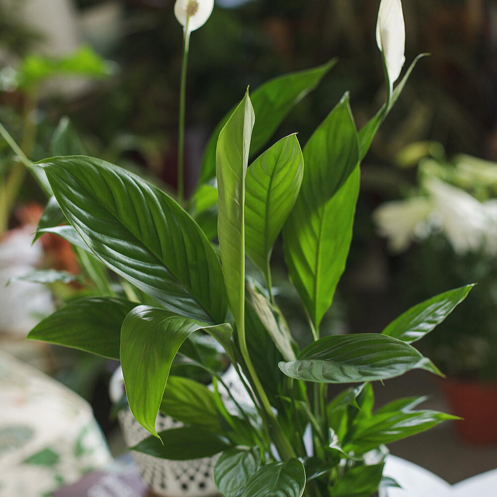 Spathiphyllum