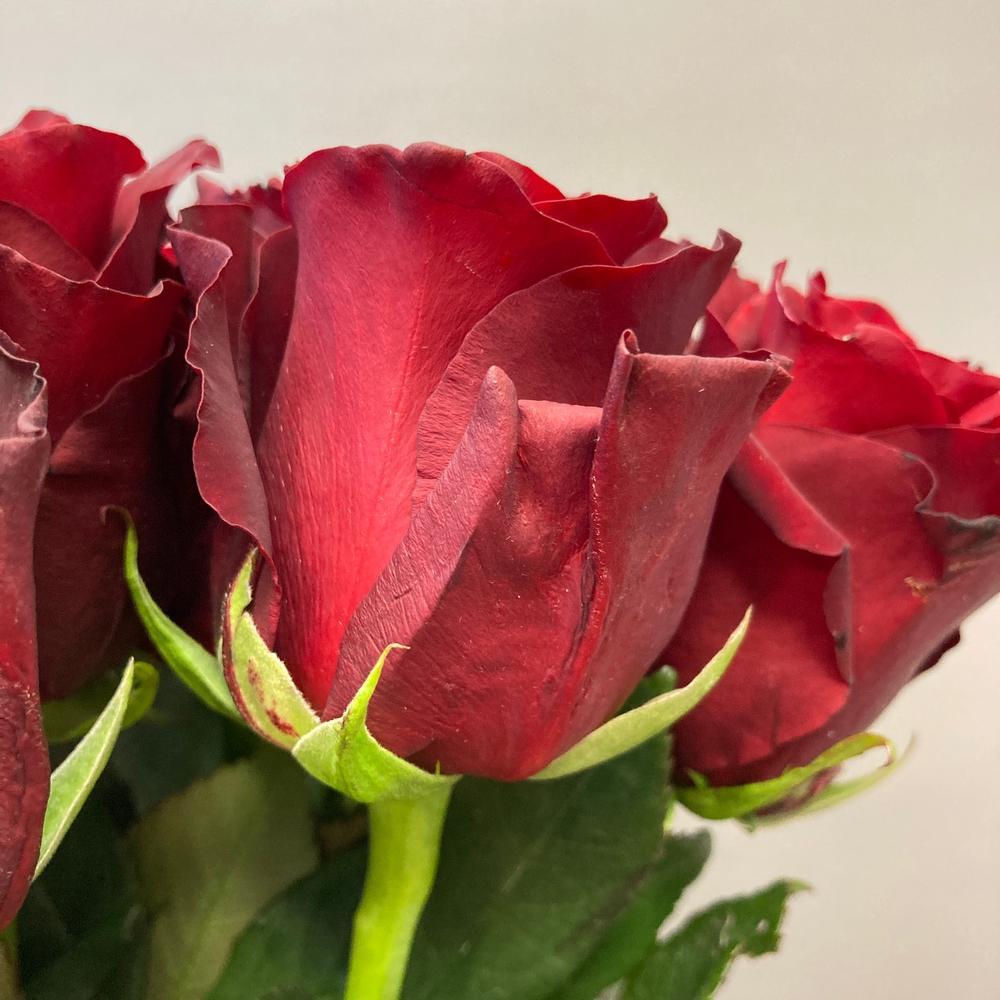 17 rosas rojas