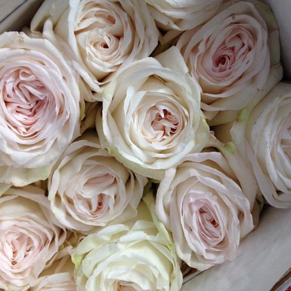 Охара love