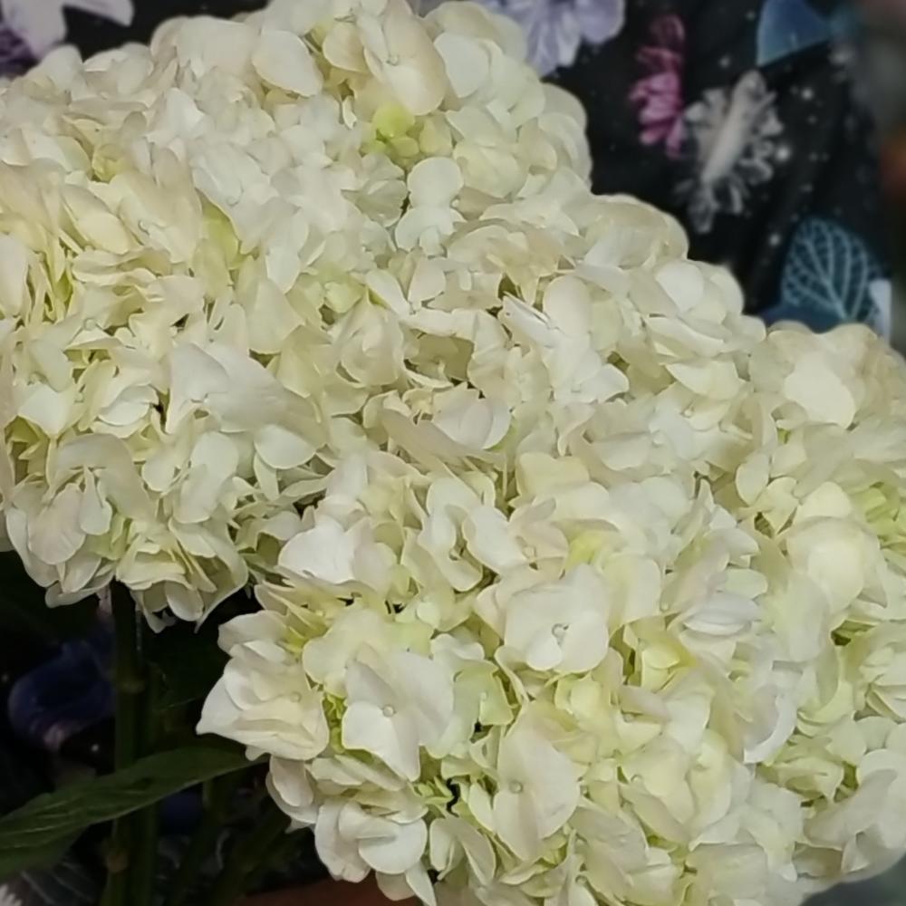 Гортензия белая