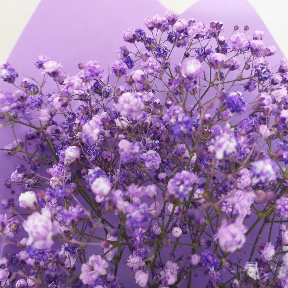 Violetta