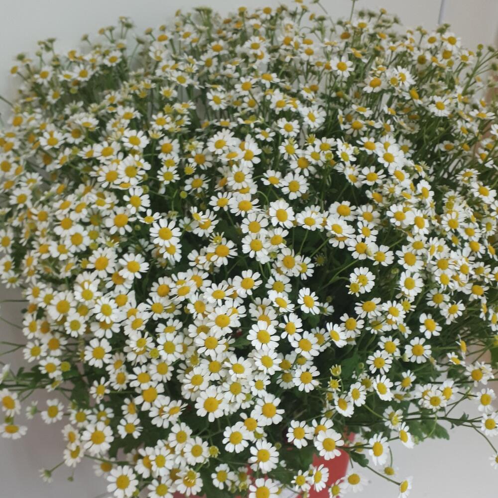 Букет из ромашек
