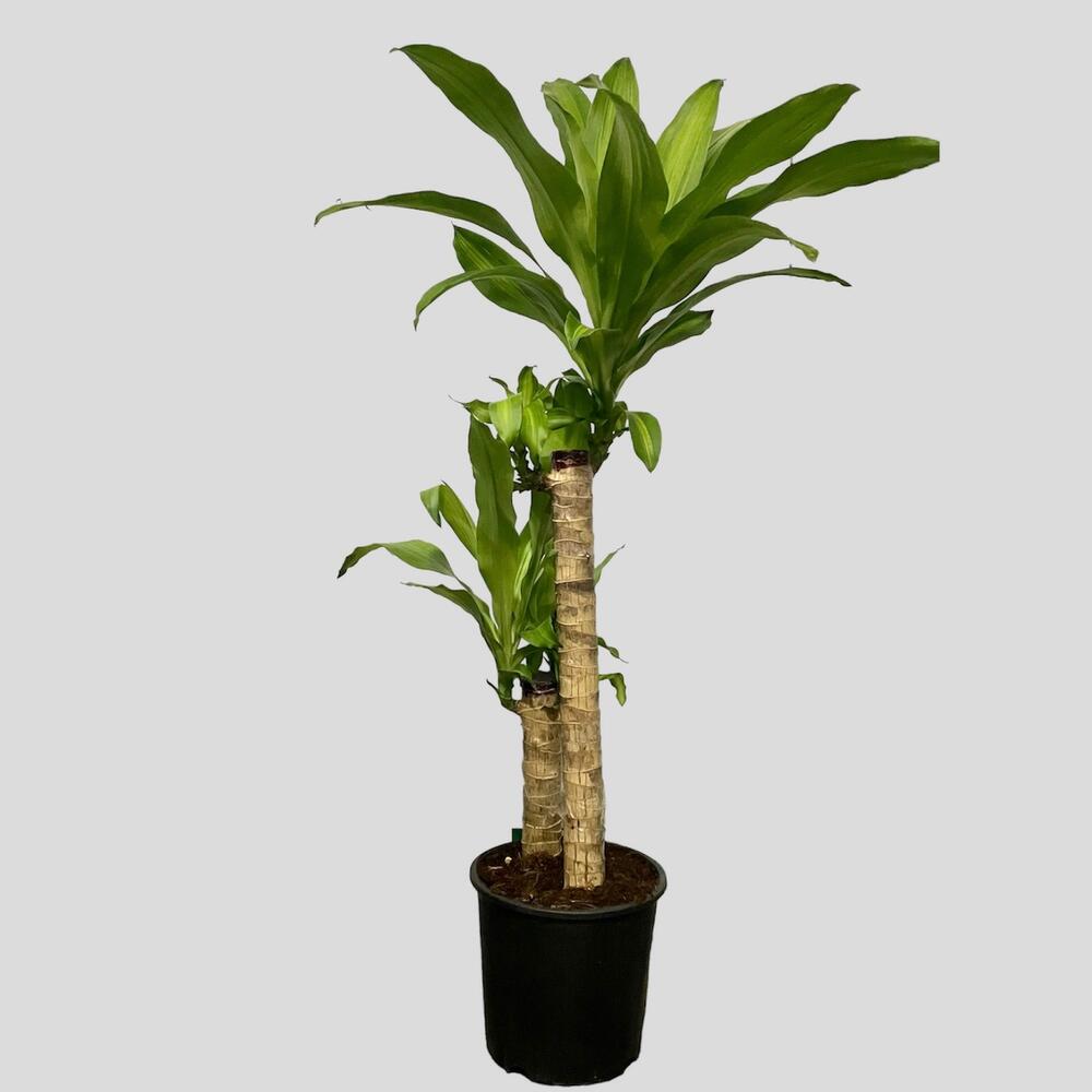 Dracaena Fragrans, Live Plants Tbilisi, buy at a price of 5184 RUB ...