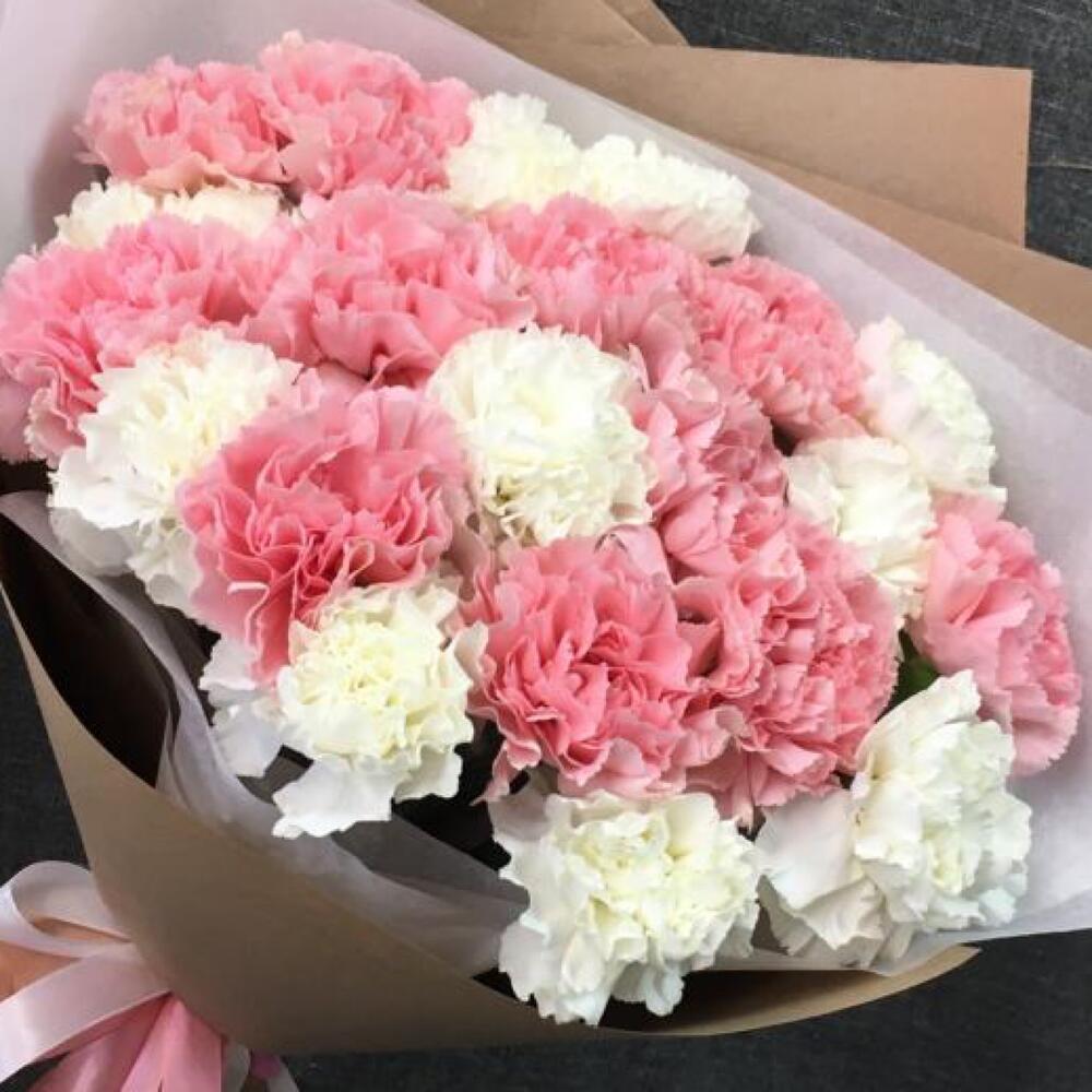 Dianthus tierna