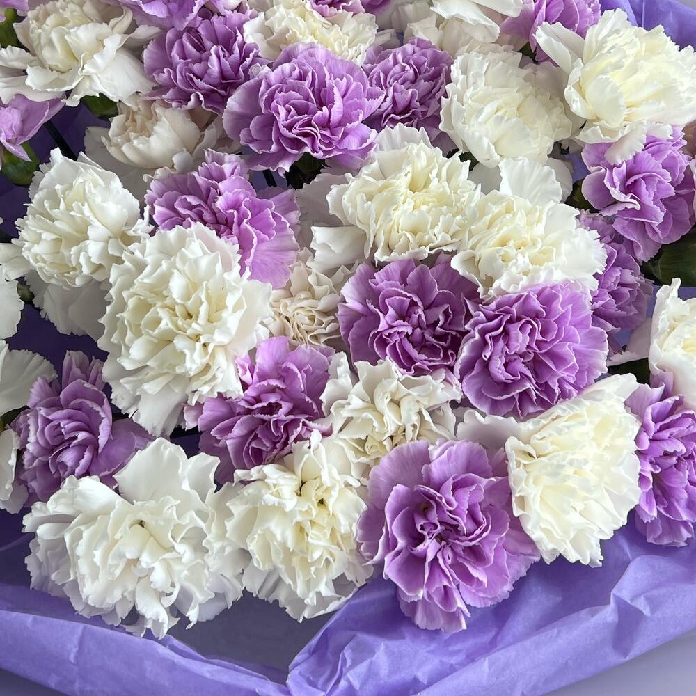 Dianthus duo